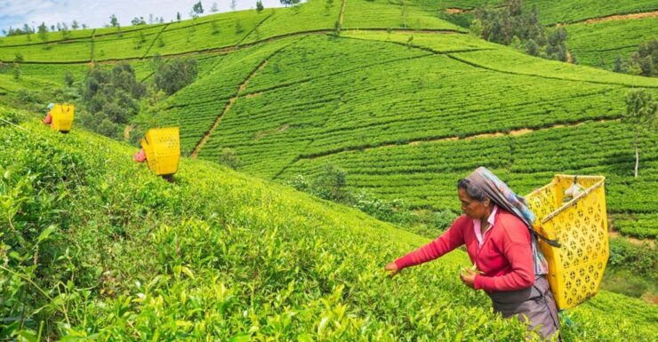 Sri Lanka 10 Days Tour Package - Best of Sri Lanka - Booking and Inclusions