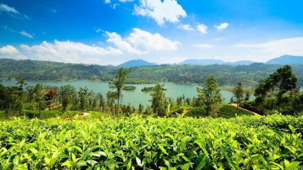 Sri Lanka: 12-Days Adventure Tour With Rafting and Safari - Recommendations for Travelers