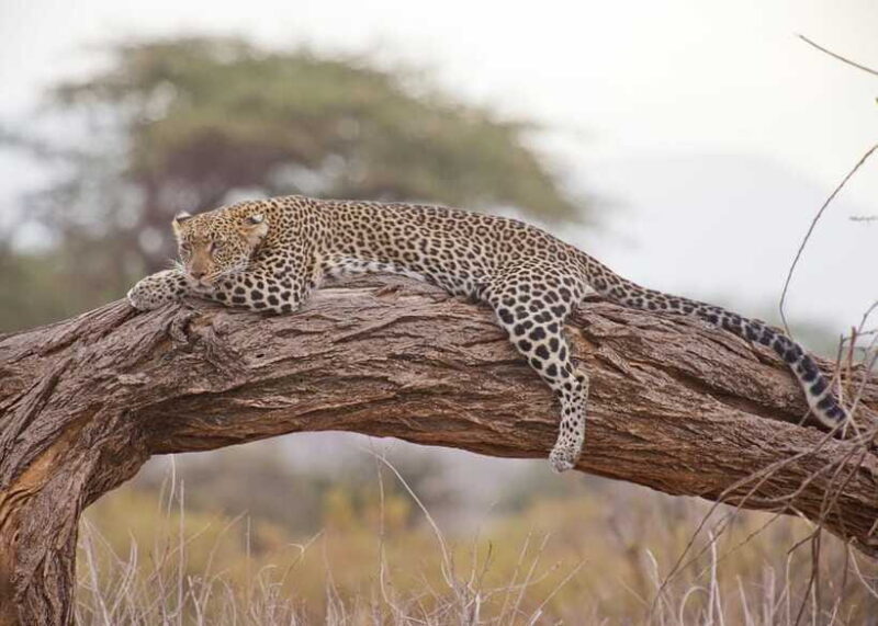 Sri Lanka 2-Day National Parks Trip, Hotel, Transport, Guide - Good To Know