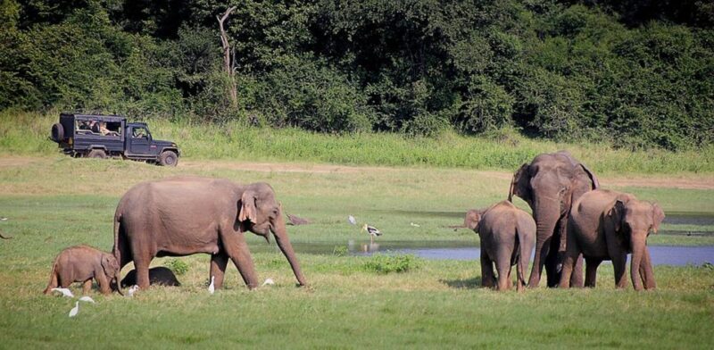 Sri Lanka 2-Day National Parks Trip, Hotel, Transport, Guide - What Could Be Better