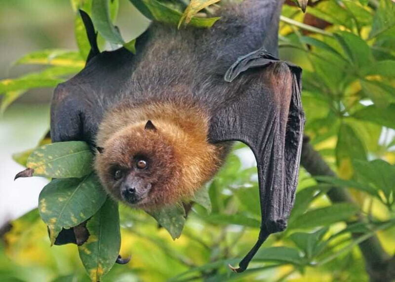 Sri Lanka 2-Day National Parks Trip, Hotel, Transport, Guide - FAQs