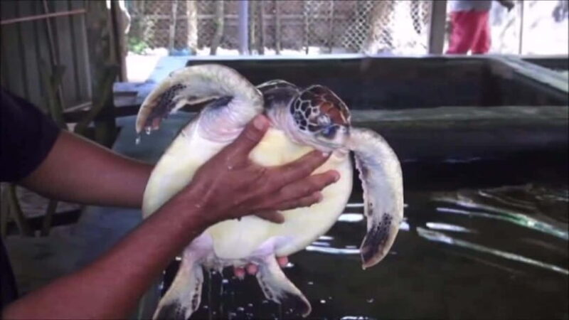 "Sri Lanka 2-Day Tour: Explore Hikkaduwa, Galle & Yala" - Introduction: What to Expect from the Tour