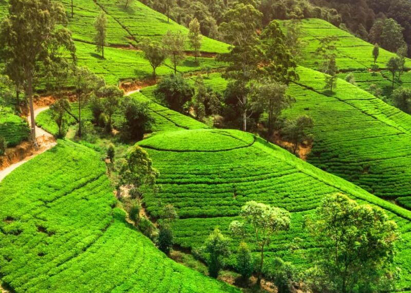 Sri Lanka 2-day Tour:Train Trip, Kandy, Nuwara Eliya, Ella - Transportation and Logistics: What Travelers Should Know