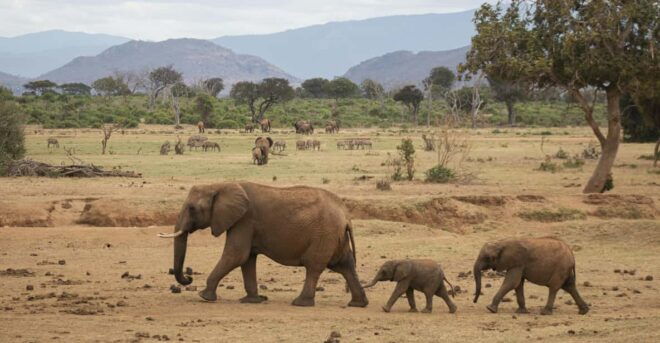 Sri Lanka: 3-Day Nature Tour, Sinharaja, Udawalawe, Horton - Day 2: Udawalawe National Park