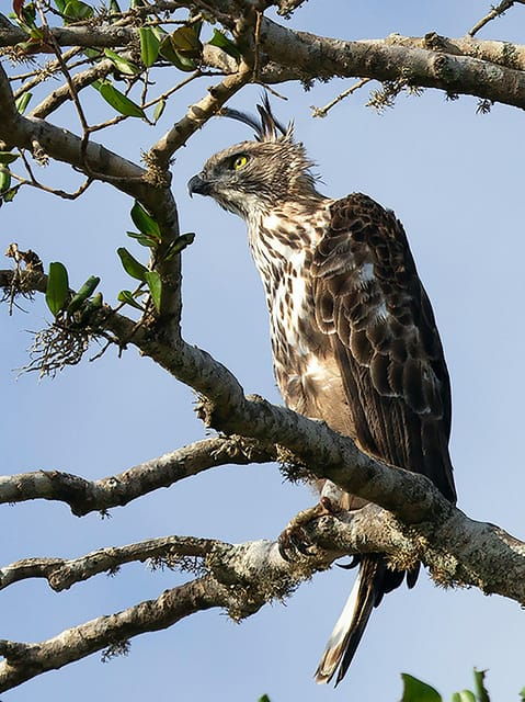 Sri Lanka: 3-Day Nature Tour, Sinharaja, Udawalawe, Horton - Day 3: Horton Plains National Park