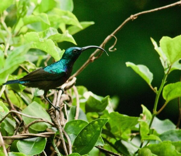 Sri Lanka: 3-Day Nature Tour, Sinharaja, Udawalawe, Horton - Important Information