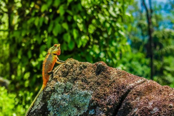 Sri Lanka: 3-Day Nature Tour, Sinharaja, Udawalawe, Horton - Booking and Cancellation Policy