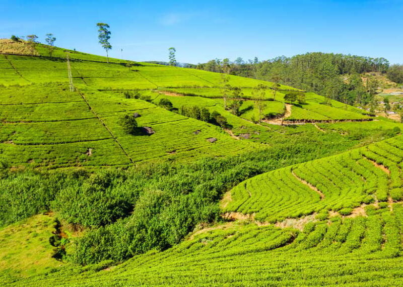 Sri Lanka 3-day Private Tour: Kandy, Nuwara Eliya, Ella - Authentic Experiences and Hidden Gems