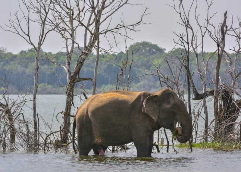 Sri Lanka 3-Day - Sigiriya, Udawalawe, Kandy, Bentota, Ella - Who This Tour Is Best For  