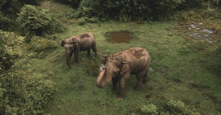 Sri Lanka 3-Day - South Coast, Cultural Triangle, Wildlife - Good To Know