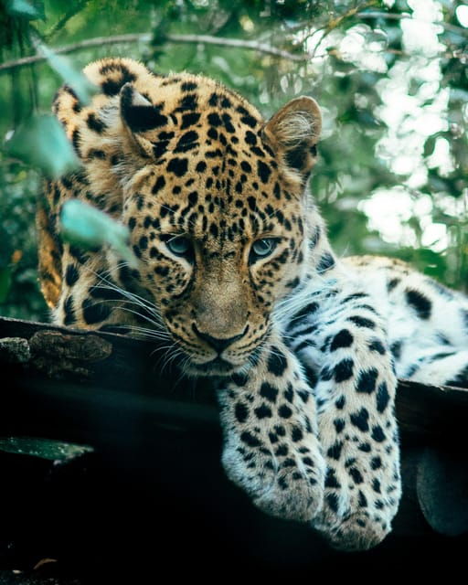 Sri Lanka 3-Day - South Coast, Cultural Triangle, Wildlife - Day 1 Highlights
