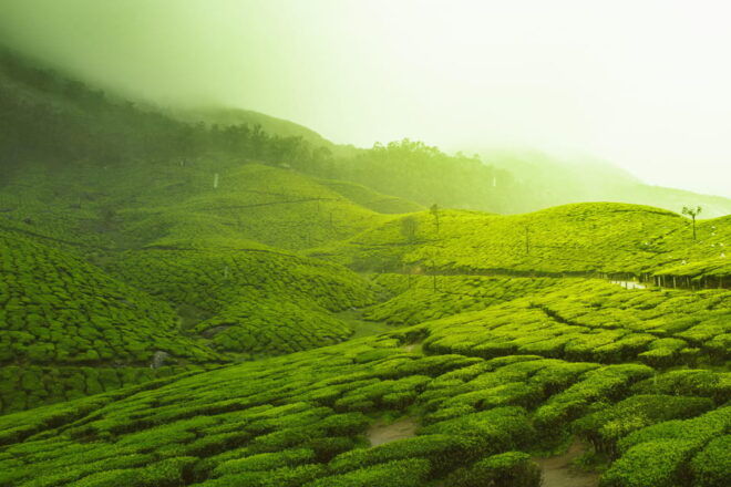 Sri Lanka 3-Day - South Coast, Cultural Triangle, Wildlife - Day 2 Highlights