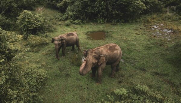 Sri Lanka 3-Day - South Coast, Cultural Triangle, Wildlife - Customer Feedback