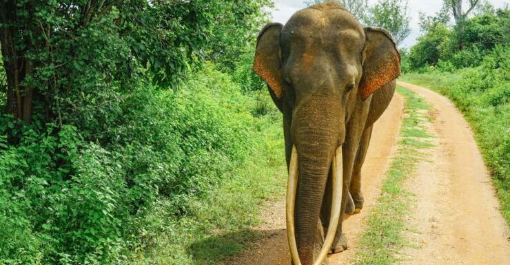 Sri Lanka 3-Day Tour, History, Nature, Culture, Adventure - Good To Know