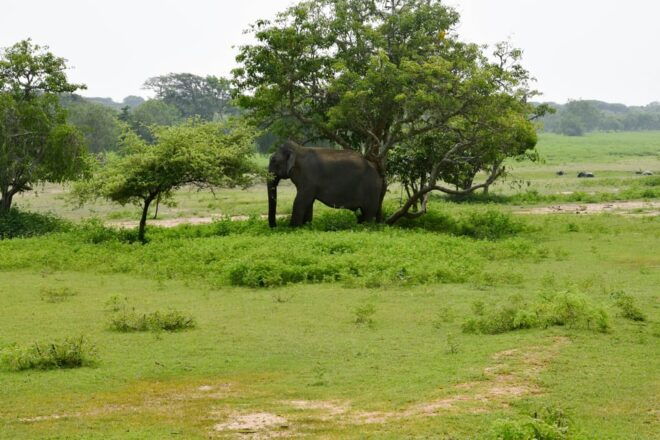 Sri Lanka 3-Day Tour, History, Nature, Culture, Adventure - Day 3: Kandy to Sigiriya
