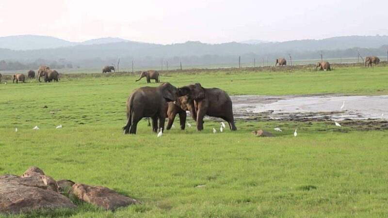 Sri Lanka 3-Day Tour:Explore Sigiriya Kandy and Nuwara Eliya - FAQs