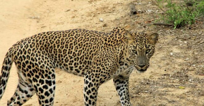 Sri Lanka 3-Day Wildlife, Rainforest, Hill Country Train - Day 2 Highlights