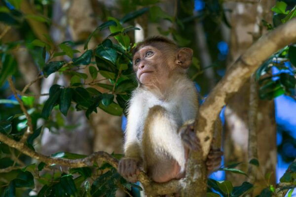 Sri Lanka 3-Day Wildlife, Rainforest, Hill Country Train - Activities and Experiences