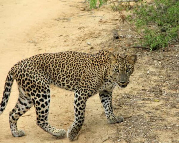 Sri Lanka 3-Day Wildlife, Rainforest, Hill Country Train - Important Travel Tips