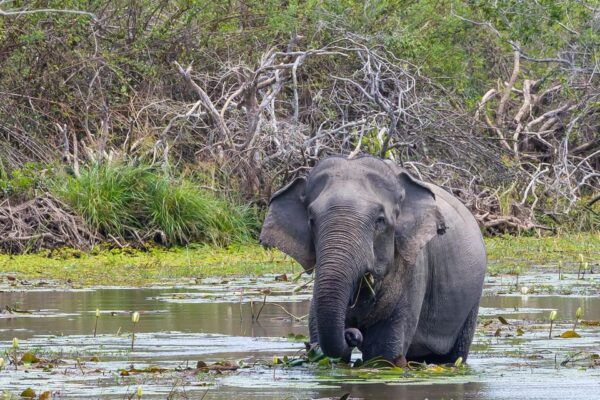 Sri Lanka: 3N4DAY Guided FULL TOUR With Hotel Accommodations - Booking Information
