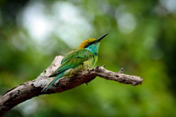 Sri Lanka: 4-Day Adventure Tour From Colombo - Frequently Asked Questions