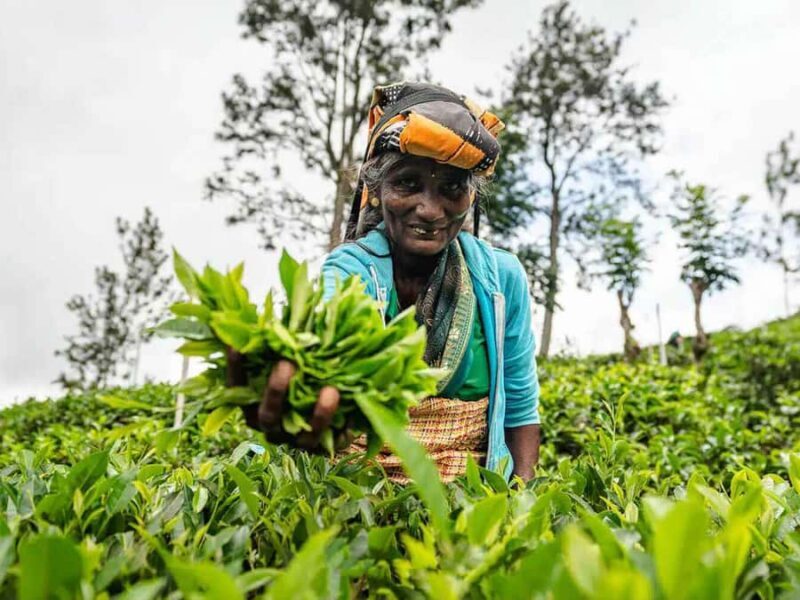 Sri Lanka: 4-Day British Ceylon Tea Trail Tour with Hotels - Good To Know