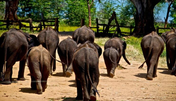 Sri Lanka: 4-day Tour Wildlife and Beach - Detailed Itinerary