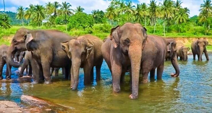 Sri Lanka 4 Days Economy Tour - Good To Know