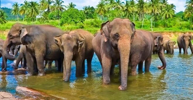 Sri Lanka 4 Days Economy Tour - Day 1: Arrival in Negombo