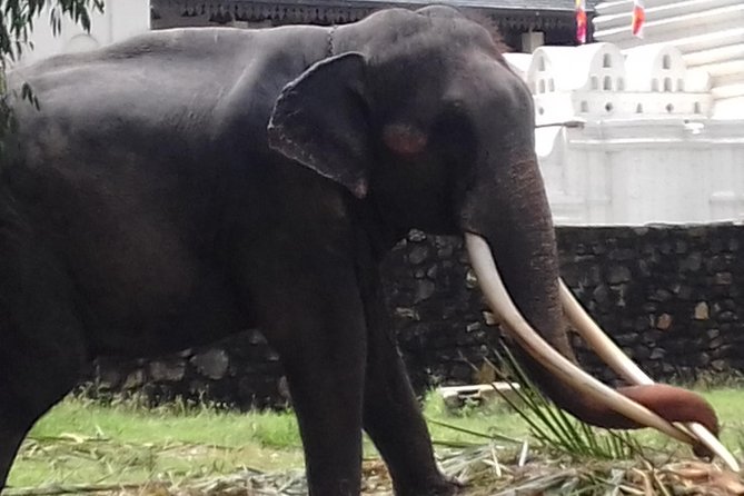 Sri Lanka 5 Day Privet Tour - Customer Reviews and Ratings