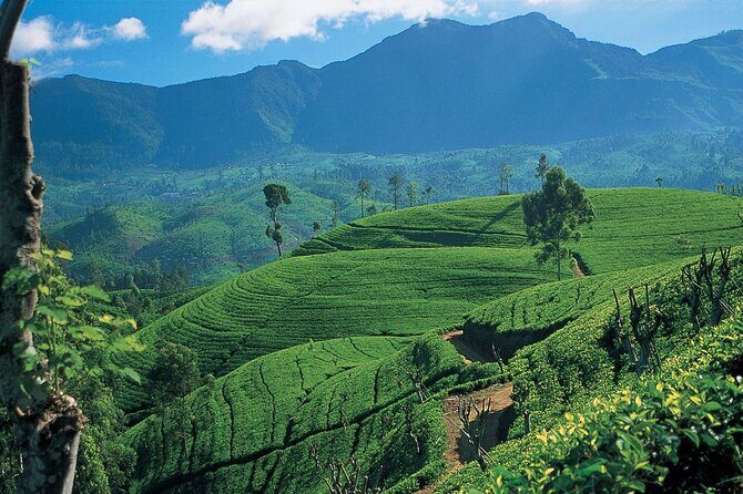 Sri Lanka 5 Day Tour in Sigiriya Kandy and Scenic Wonders - Good To Know