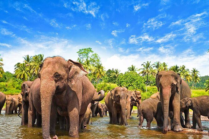 Sri Lanka 5 Day Tour in Sigiriya Kandy and Scenic Wonders - Final Thoughts