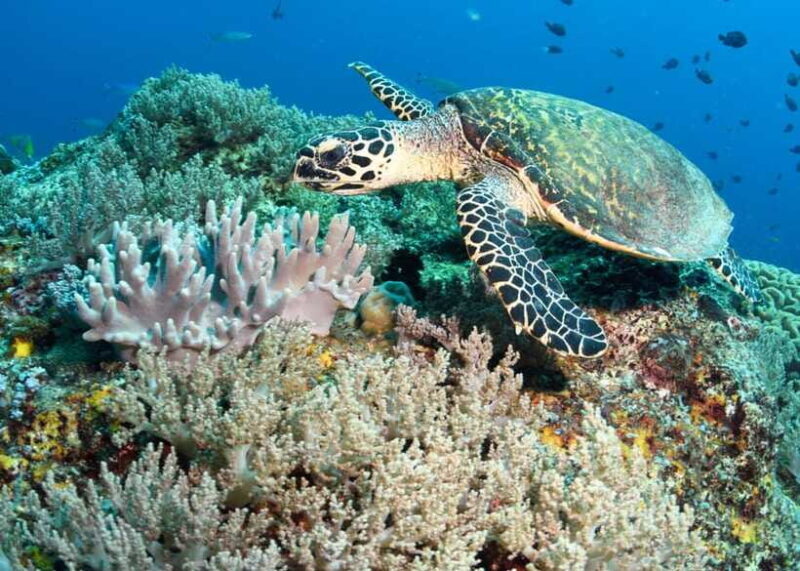 Sri Lanka: 5-Day Tour with Hill Country, Cultural Triangle - Final Thoughts: Is It Worth It?