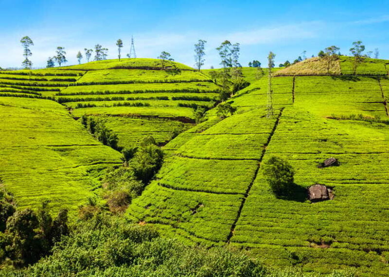 Sri Lanka: 5-Day Tour with Hill Country, Cultural Triangle - FAQ