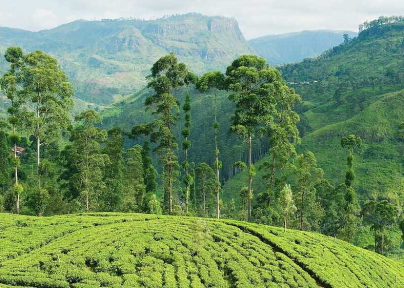 Sri Lanka: 5-Day Tour with Hill Country, Cultural Triangle - Practical Tips and Considerations