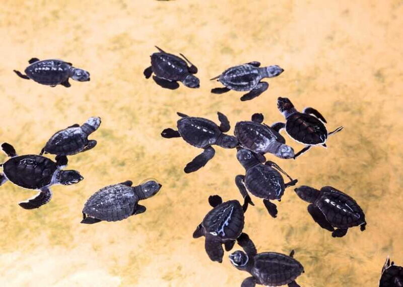 Sri Lanka: 5-Day Tour with Hill Country, Cultural Triangle - Final Thoughts: Who Will Love This Tour?