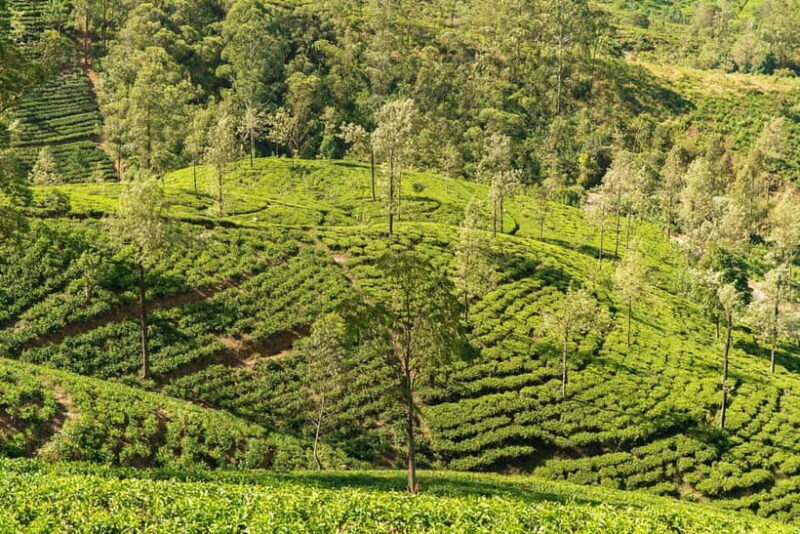 Sri Lanka 5 Days Private Tour with 15 Scenic Places - FAQs