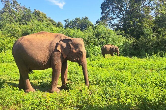 Sri Lanka 7 Day Tour with Private Driver - Day 7: Galle Dutch Fort & Farewell