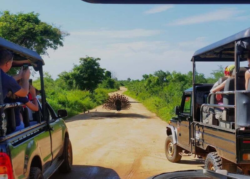 Sri Lanka: 7-Day Wildlife Safari and Eco Tour with Hotels - Good To Know