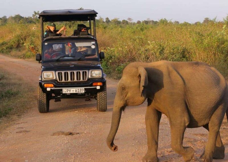 Sri Lanka: 7-Day Wildlife Safari and Eco Tour with Hotels - An Introduction to the 7-Day Sri Lanka Wildlife and Eco Tour