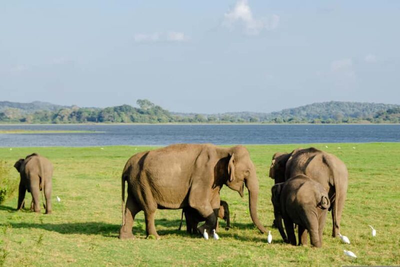 Sri Lanka: 7-Day Wildlife Safari and Eco Tour with Hotels - Why We Love This Tour