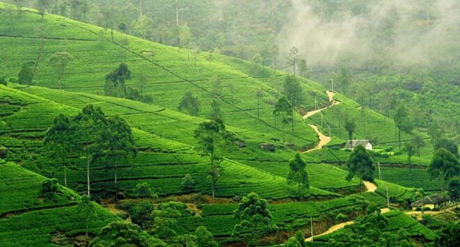 Sri Lanka 7 Days Beaten Path Tour - Accommodation
