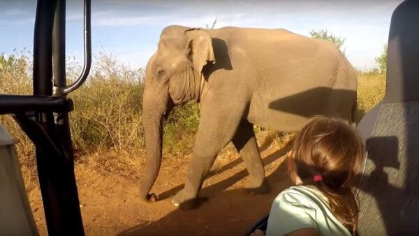 Sri Lanka 7 Days Beaten Path Tour - The Sum Up