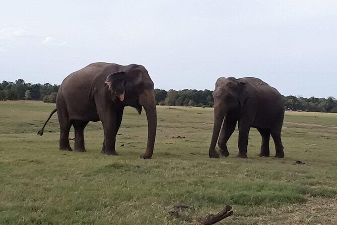 Sri Lanka Adventure Tour Jeep Safaris and Village Experience - An Overview of the Tour: What to Expect