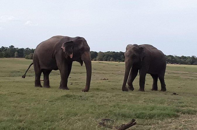 Sri Lanka Adventure Tour Jeep Safaris and Village Experience - Elephant Rides and Additional Activities