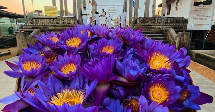 Sri Lanka Ancient Temple, Wildlife, Hill Country Train - Booking Details and Flexibility