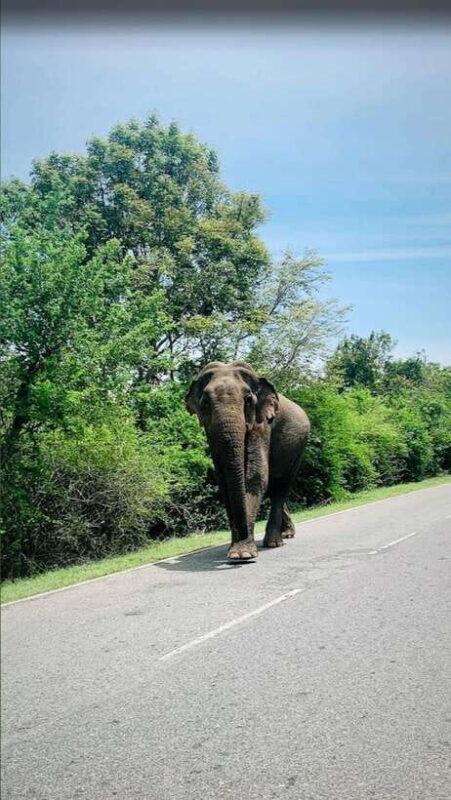 Sri Lanka / Bentota: Motorbike sightseeing tours - The Sum Up