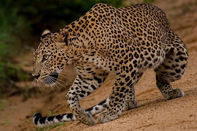 Sri Lanka Budget Tour Package 8 Days With Driver,Vehicle and H/B Accommodations. - Good To Know