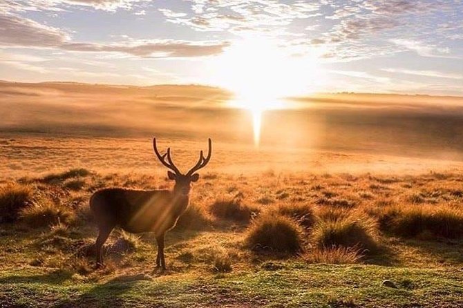 Sri Lanka Budget Tour Package 8 Days With Driver,Vehicle and H/B Accommodations. - Meal Plan Details