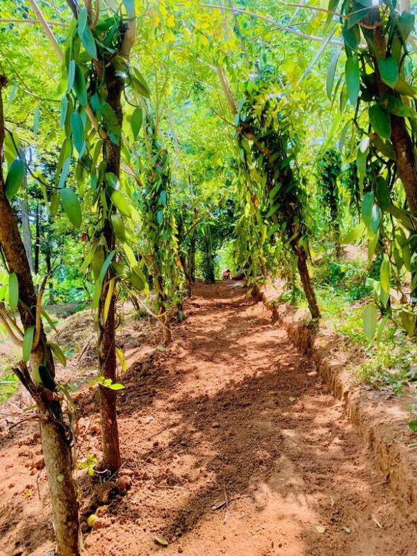 Sri Lanka: Ceylon Cinnamon Experience & Spice Garden Tour - Sri Lanka: Ceylon Cinnamon Experience & Spice Garden Tour